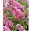 Budleja Butterfly Candy Little Pink – karłowa budleja sadzonka